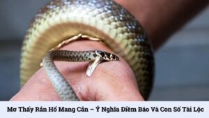 Mơ thấy rắn hổ mang cắn – Ý nghĩa điềm báo và con số tài lộc