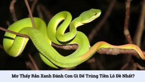 Mơ thấy rắn xanh đánh con gì để trúng tiền lô đề nhất?